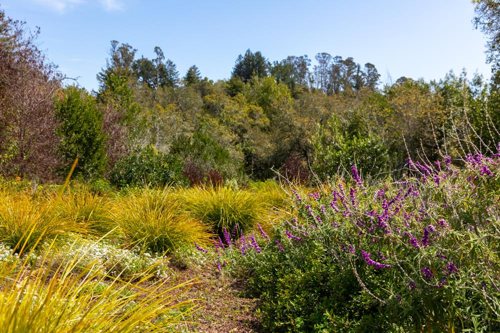 223 Nehf Lane Soquel, CA 95073 - Photo 24 of 34 a view of a garden