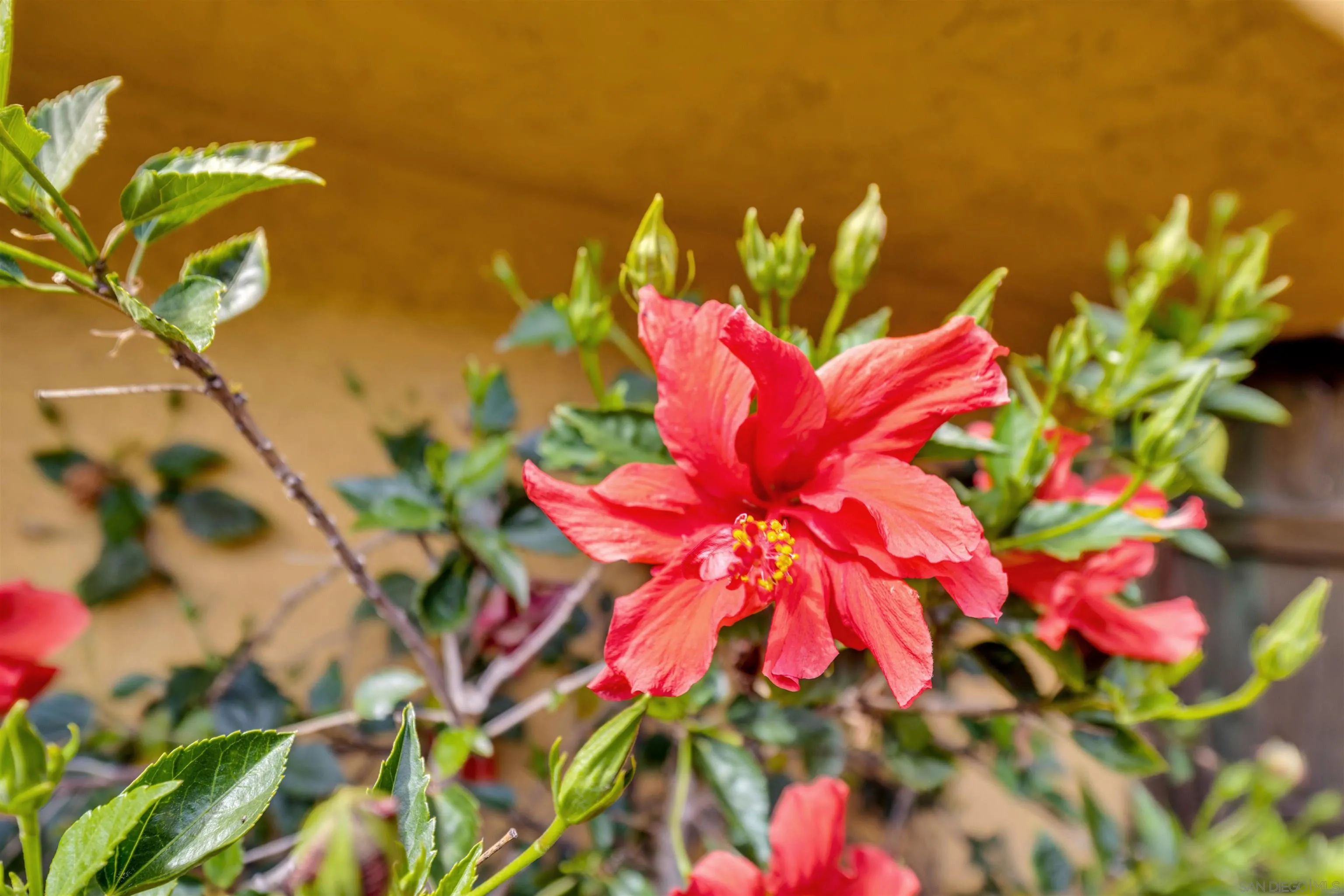 1302 Paraiso Avenue Spring Valley, CA 91977 - Photo 32 of 34 a view of a flower