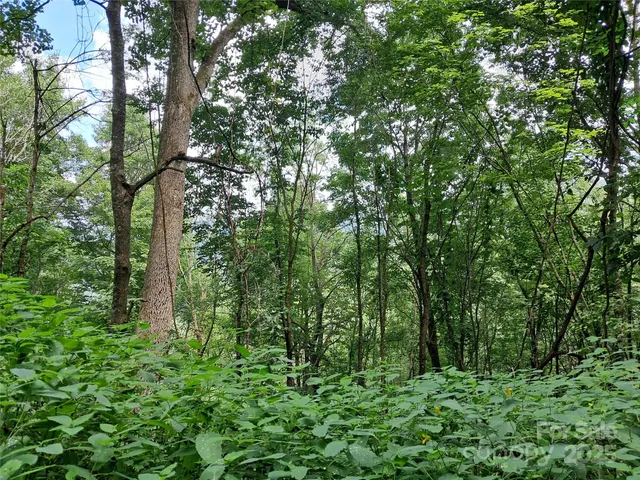 a plant of lots of trees