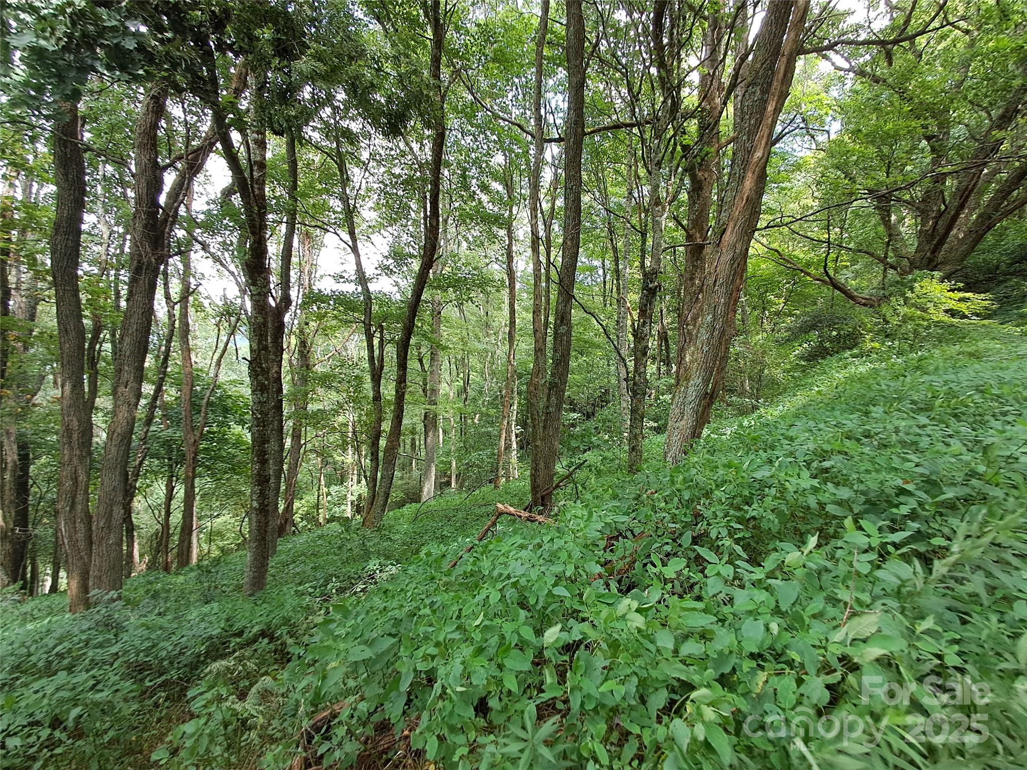 0 Hurricane Rdg Trace, Unit 53 Clyde, NC 28721 - Photo 3 of 14 a view of lush green forest