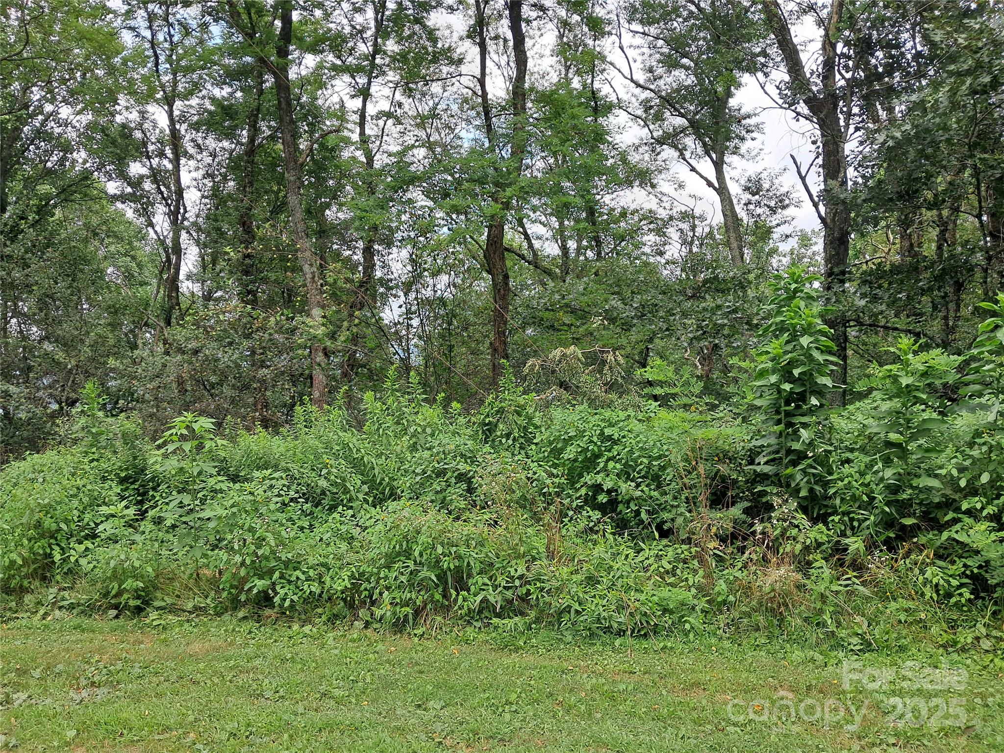 0 Hurricane Rdg Trace, Unit 53 Clyde, NC 28721 - Photo 4 of 14 a view of a lush green forest