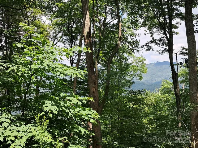 a view of a tree with a tree