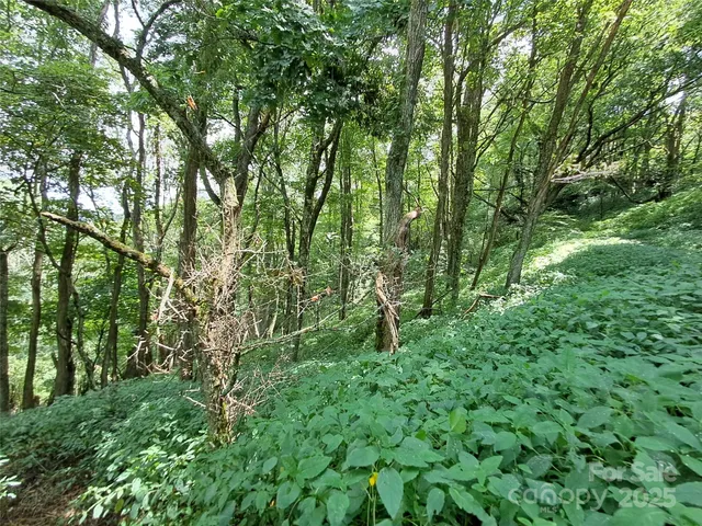 a view of a lush green forest