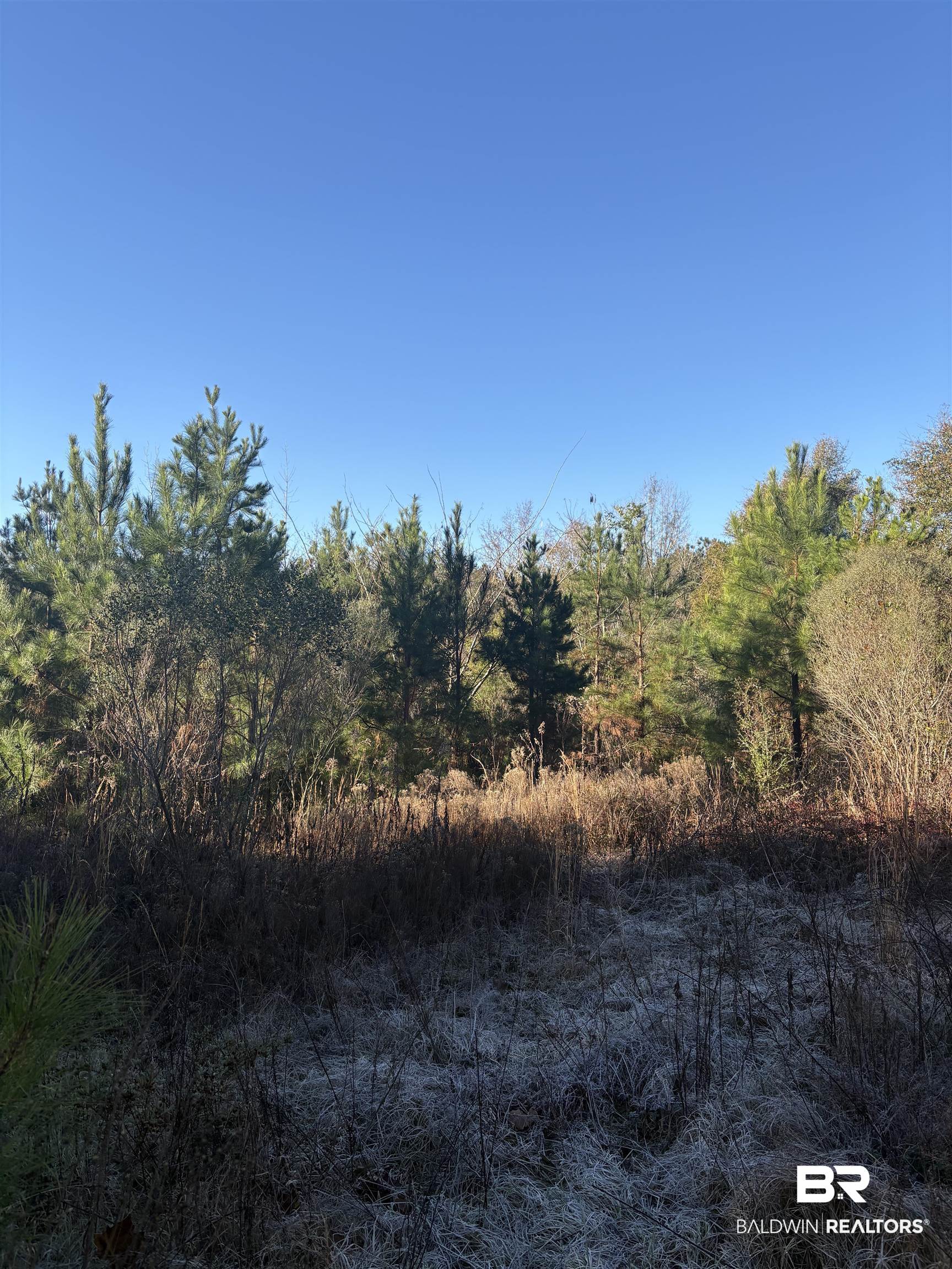 756 Ted Bates Road Evergreen, AL 36401 - Photo 2 of 28 View of local wilderness