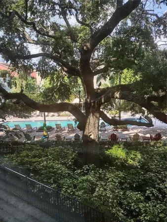a view of a tree in a yard