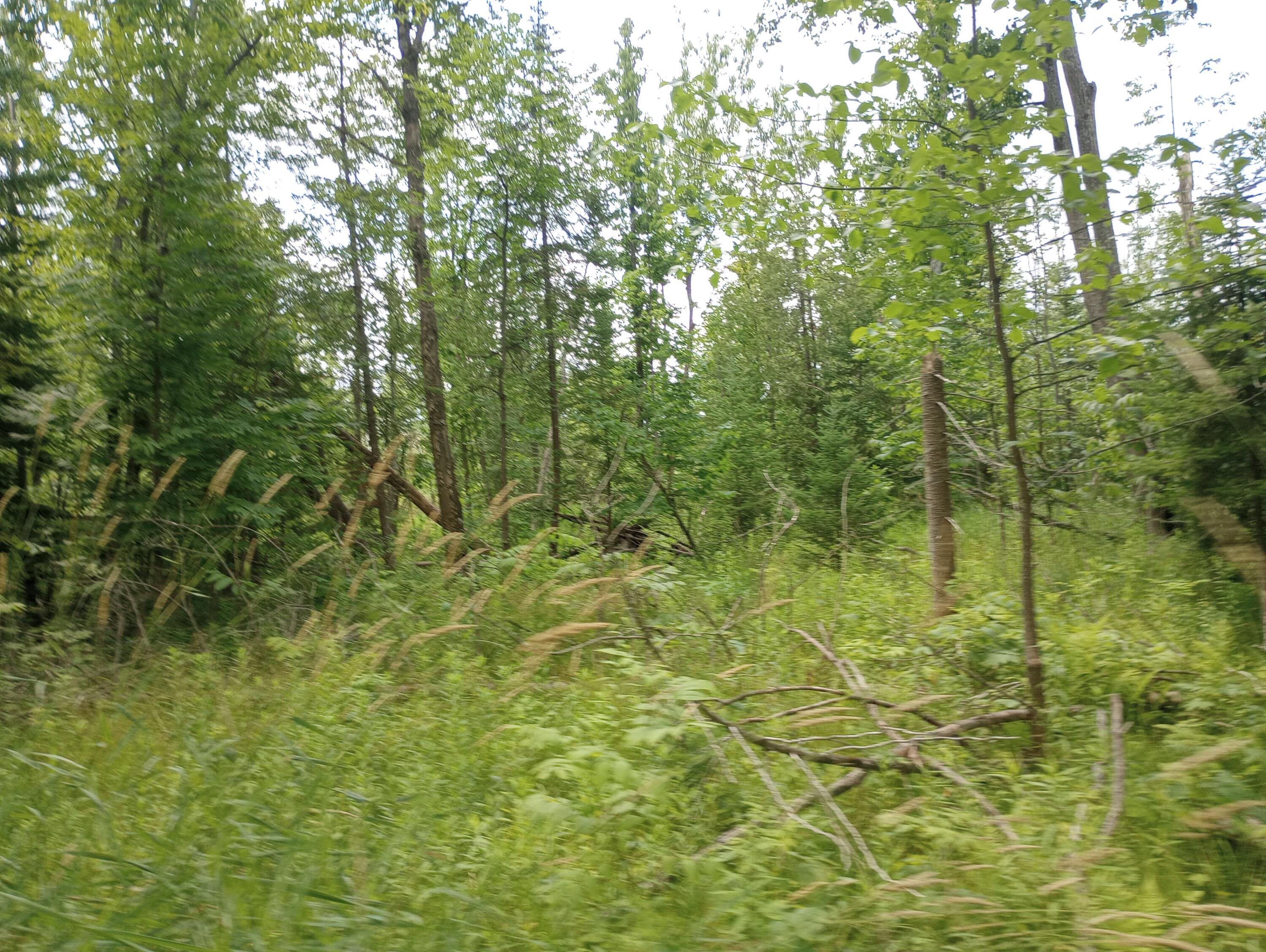 Precour Road Alpena, MI 49707 - Photo 16 of 21 Gallery Image 16