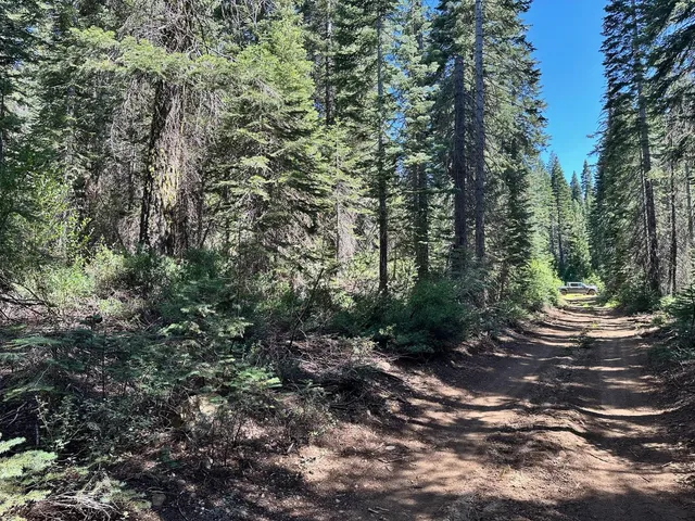 a view of a forest with trees