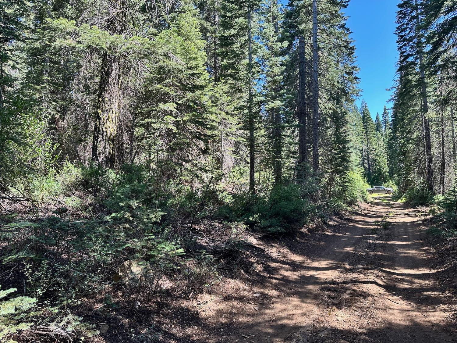 a view of a forest with trees