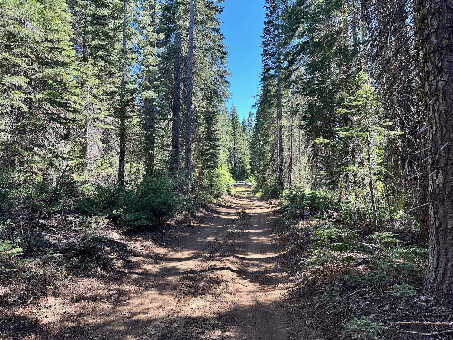 19372 Marsh Mill Road Nevada City, CA 95959 - Photo 2 of 7 a view of a forest with trees