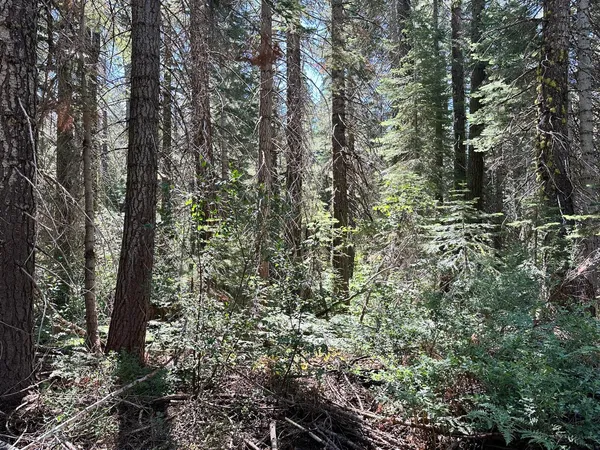a view of a forest with trees in front of it