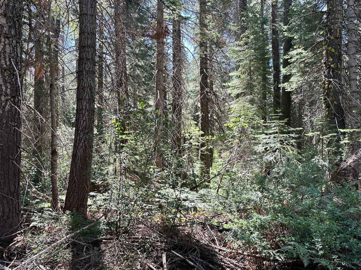 19372 Marsh Mill Road Nevada City, CA 95959 - Photo 3 of 7 a view of a forest with trees in front of it