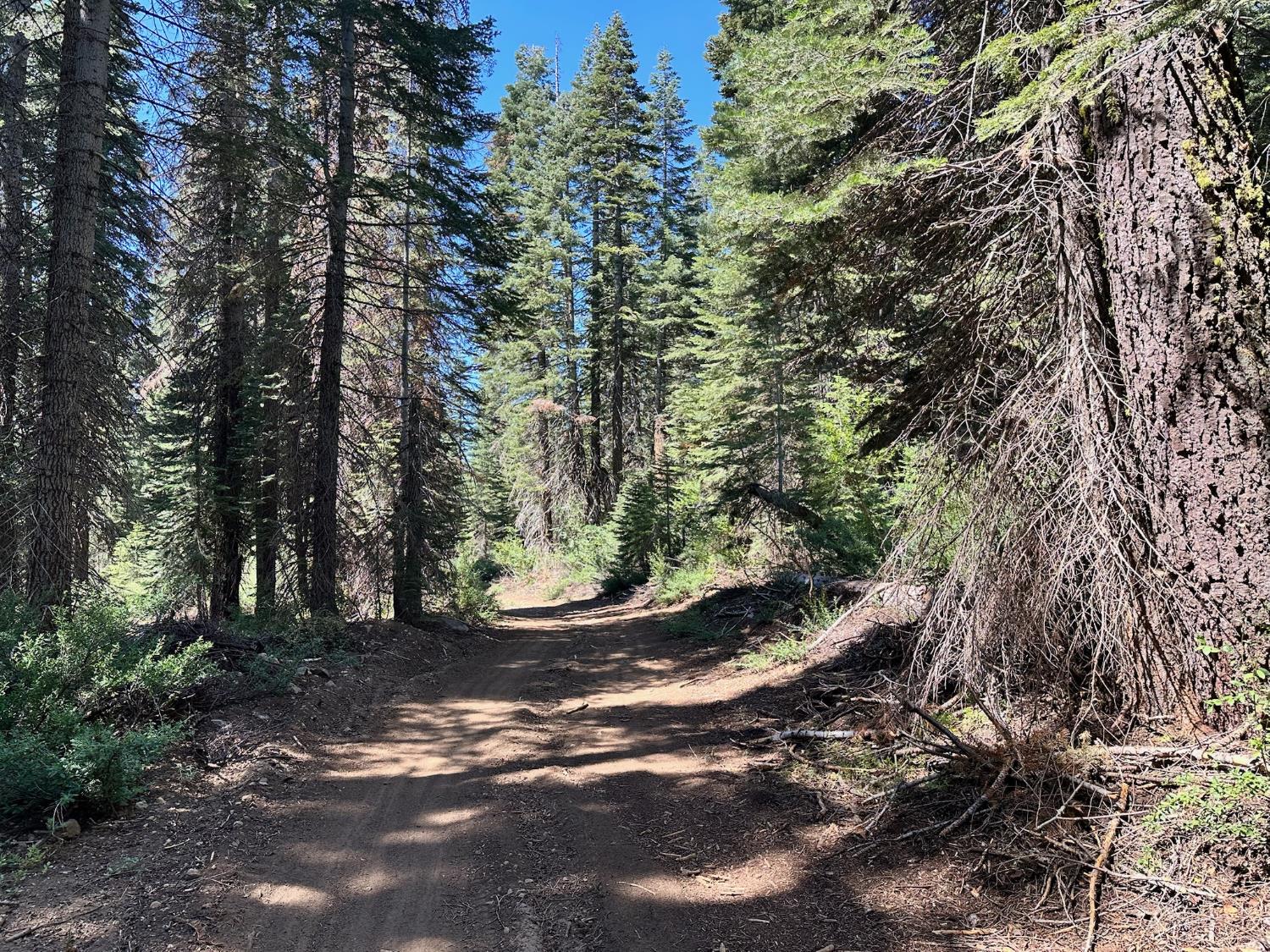 19372 Marsh Mill Road Nevada City, CA 95959 - Photo 5 of 7 a view of a trees in a yard