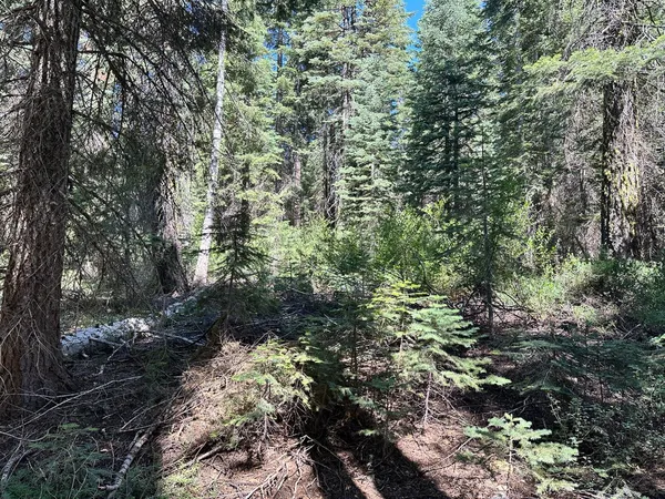 a view of a forest filled with trees