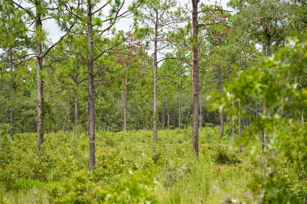 121 Southeast State Road Morriston, FL 32668 - Photo 7 of 21