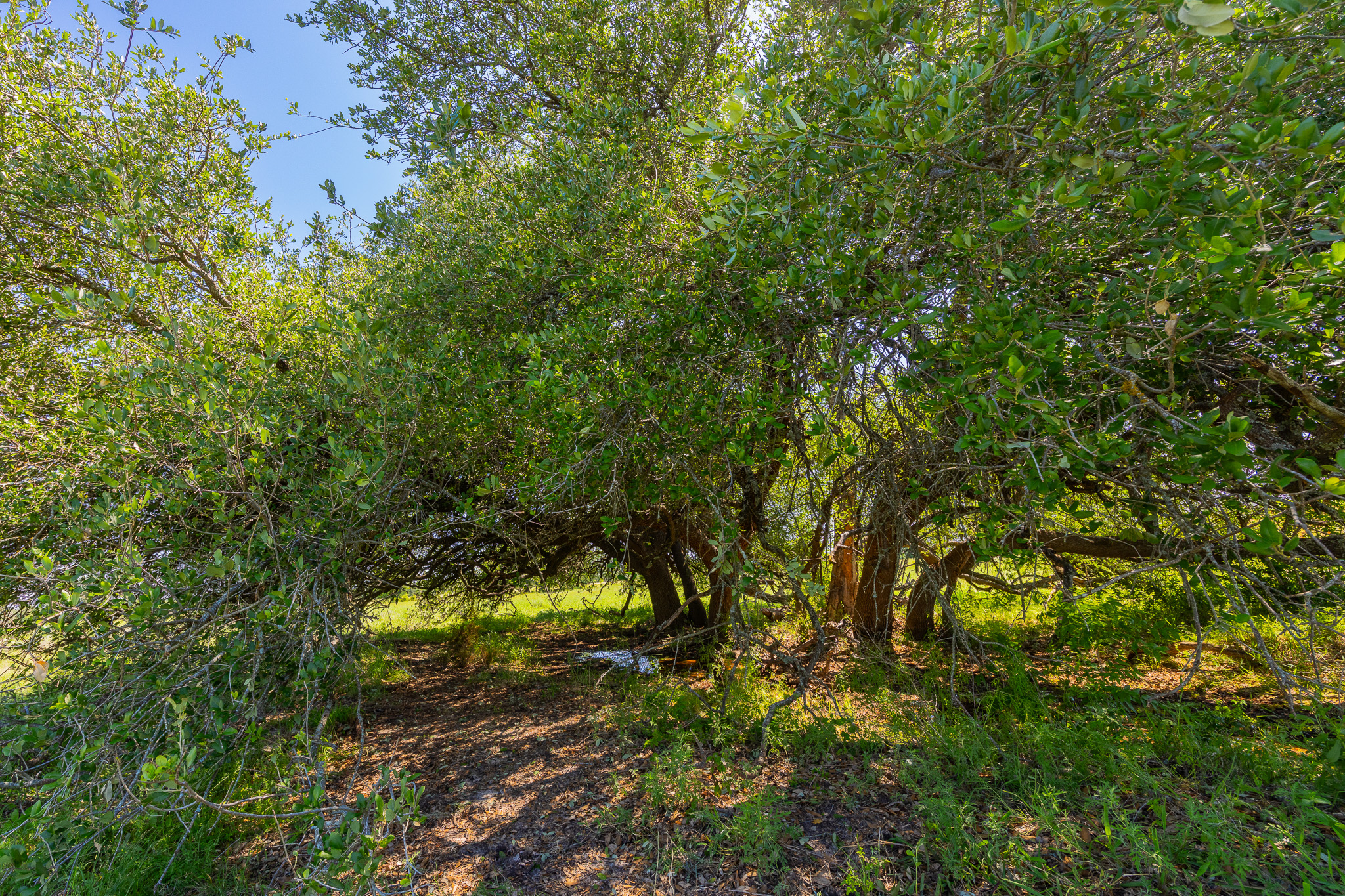 180 Rolling Pond Ranch Road Purmela, TX 76566 - Photo 7 of 21