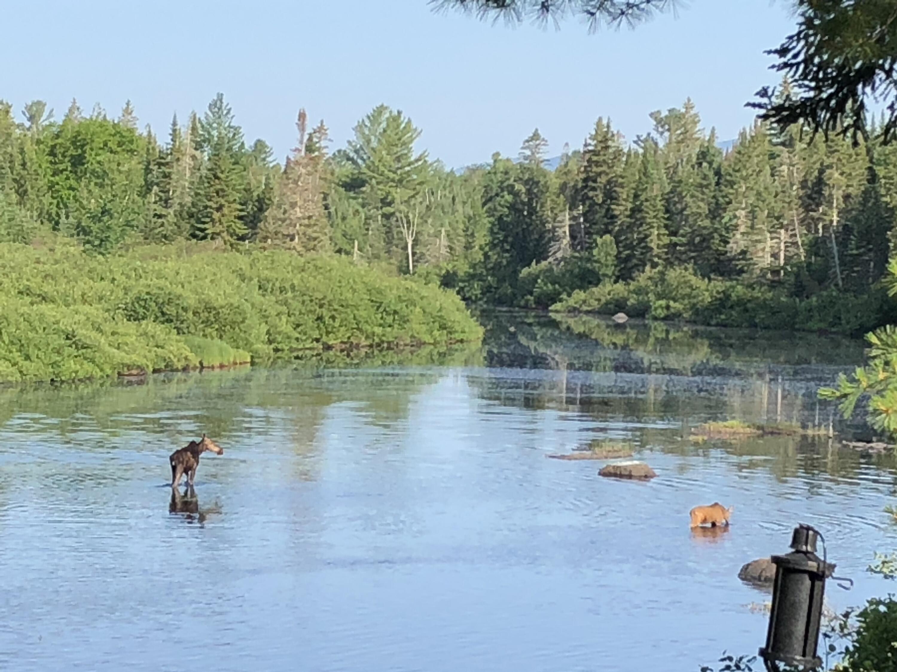 249 Dead End Road West Forks, ME 04985 - Photo 72 of 72 Wildlife
