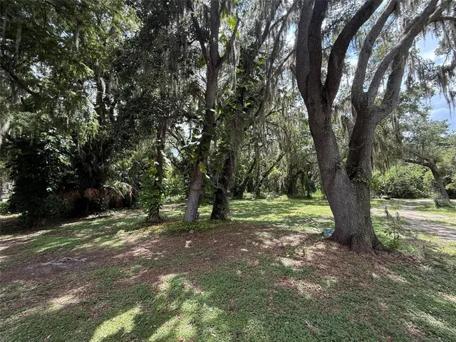 a view of a forest with trees in the background