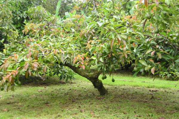 14 B Ala'Ili Road Pahoa, HI 96778 - Photo 16 of 18 Gallery Image 16
