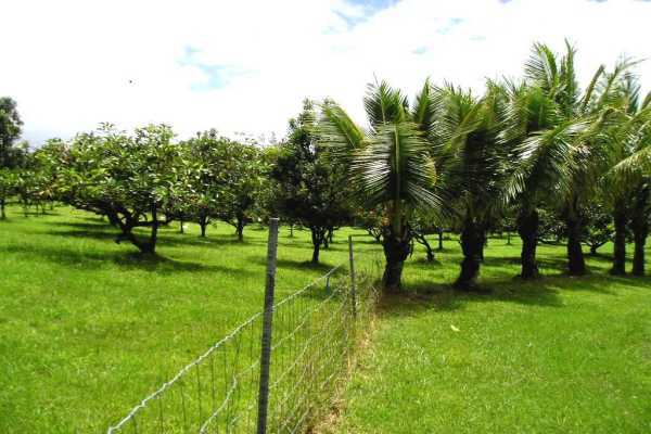 14 B Ala'Ili Road Pahoa, HI 96778 - Photo 3 of 18 Gallery Image 3