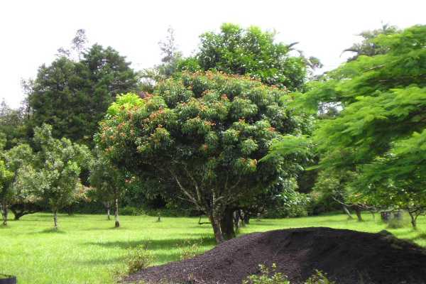 14 B Ala'Ili Road Pahoa, HI 96778 - Photo 6 of 18 Gallery Image 6