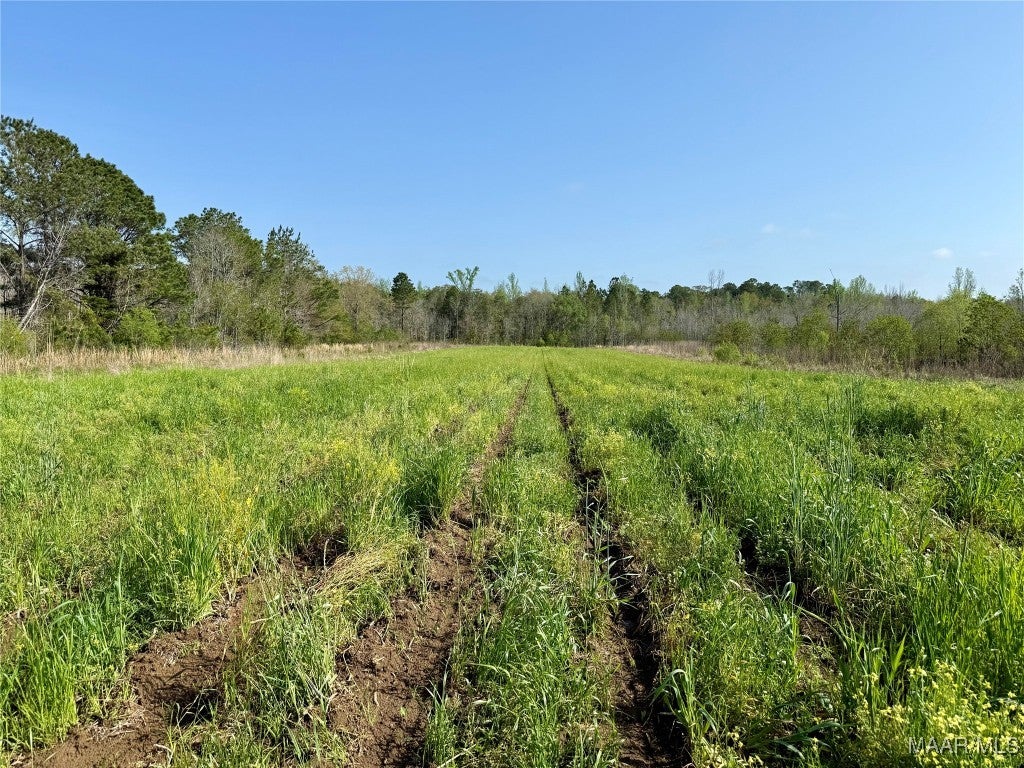13.5-acres Red Oak Road Florala, AL 36442 - Photo 6 of 13 Gallery Image 6