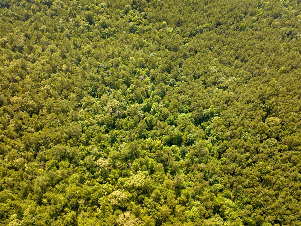Off Webb Spikes Road Merryville, LA 70653 - Photo 3 of 5