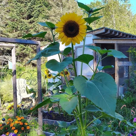 a view of lake from yard