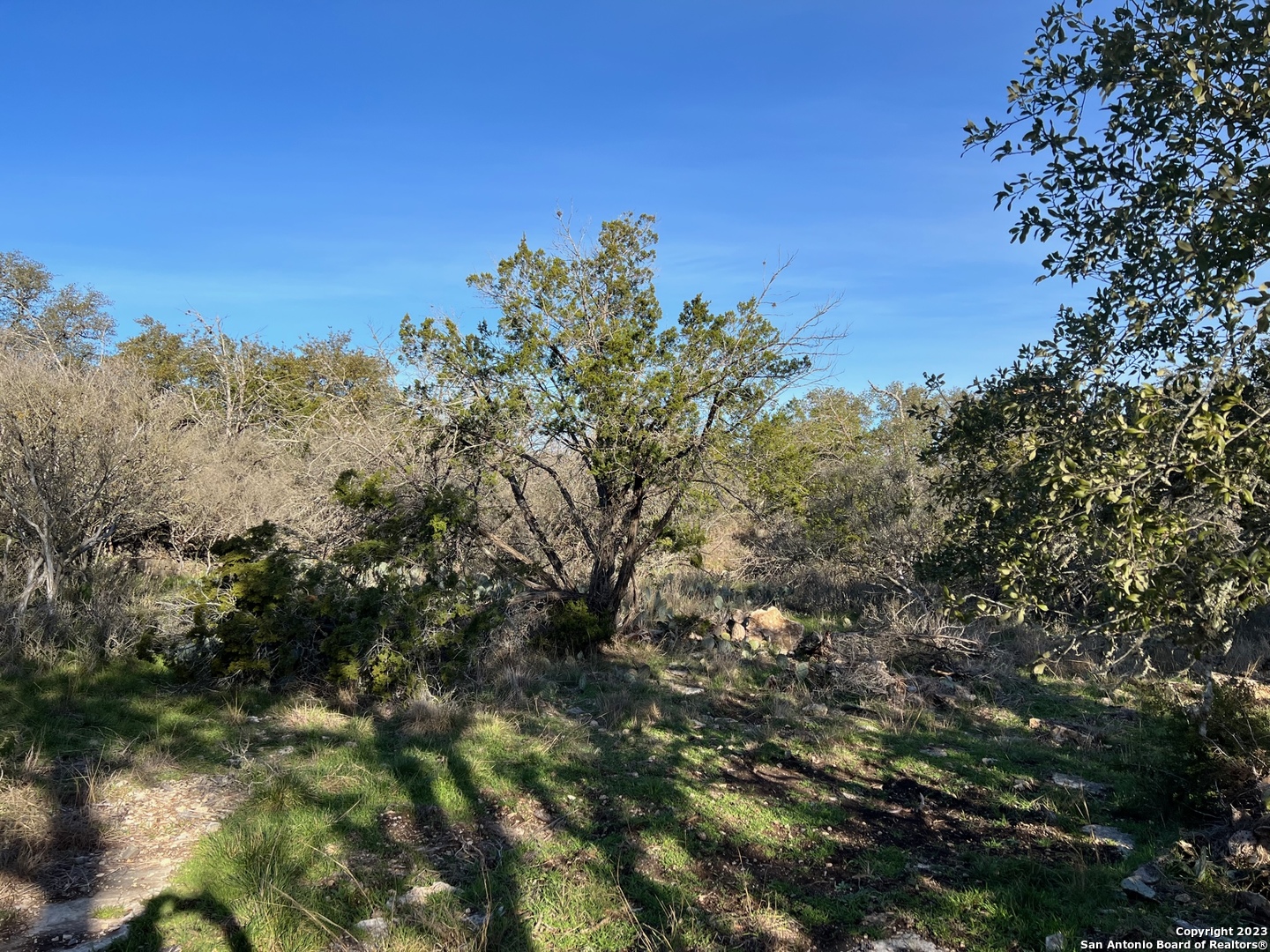 a view of a large tree with a tree in the background