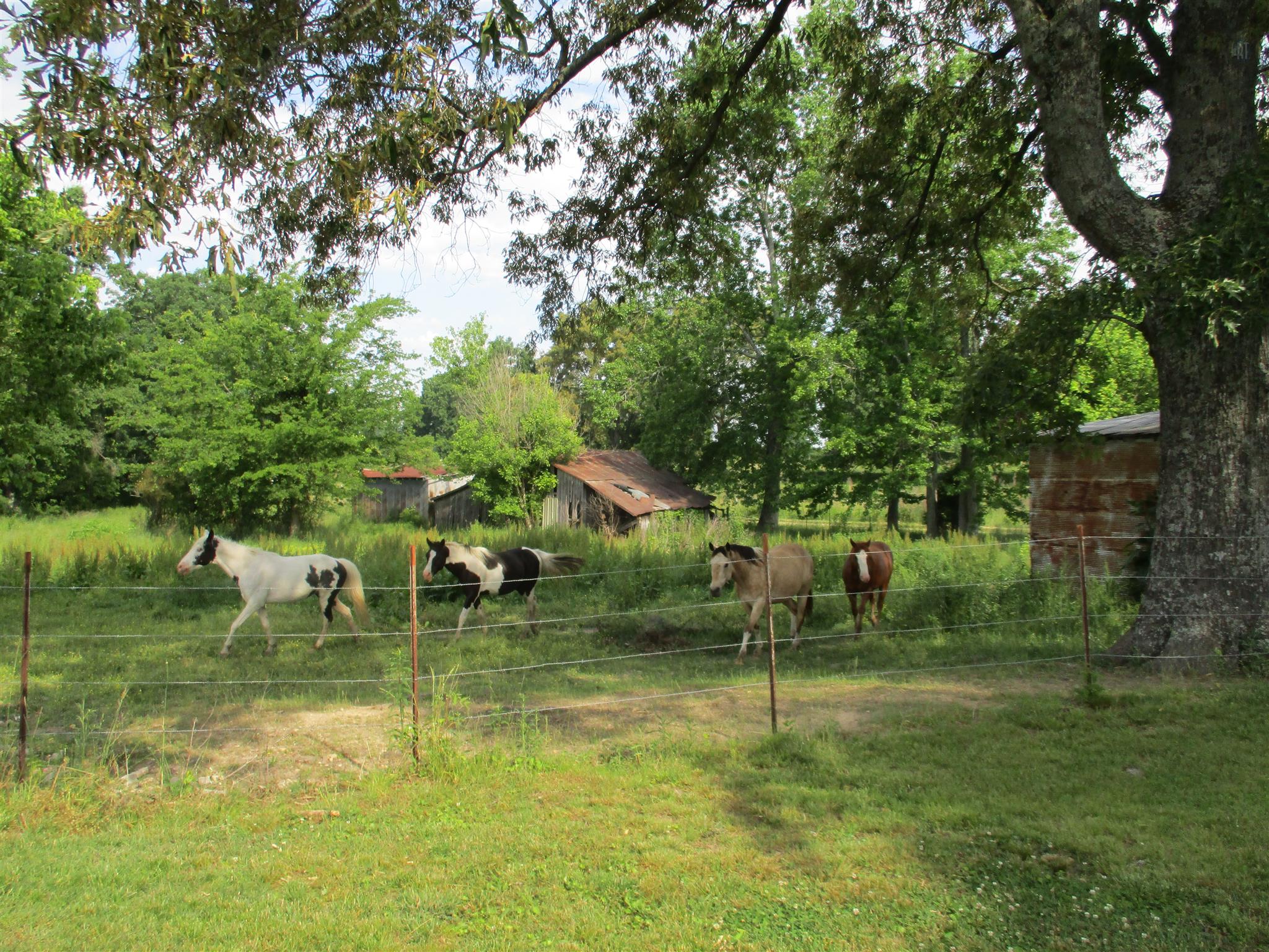 29 Owens Road Five Points, TN 38457 - Photo 8 of 26 a backyard of a house with lots of green space