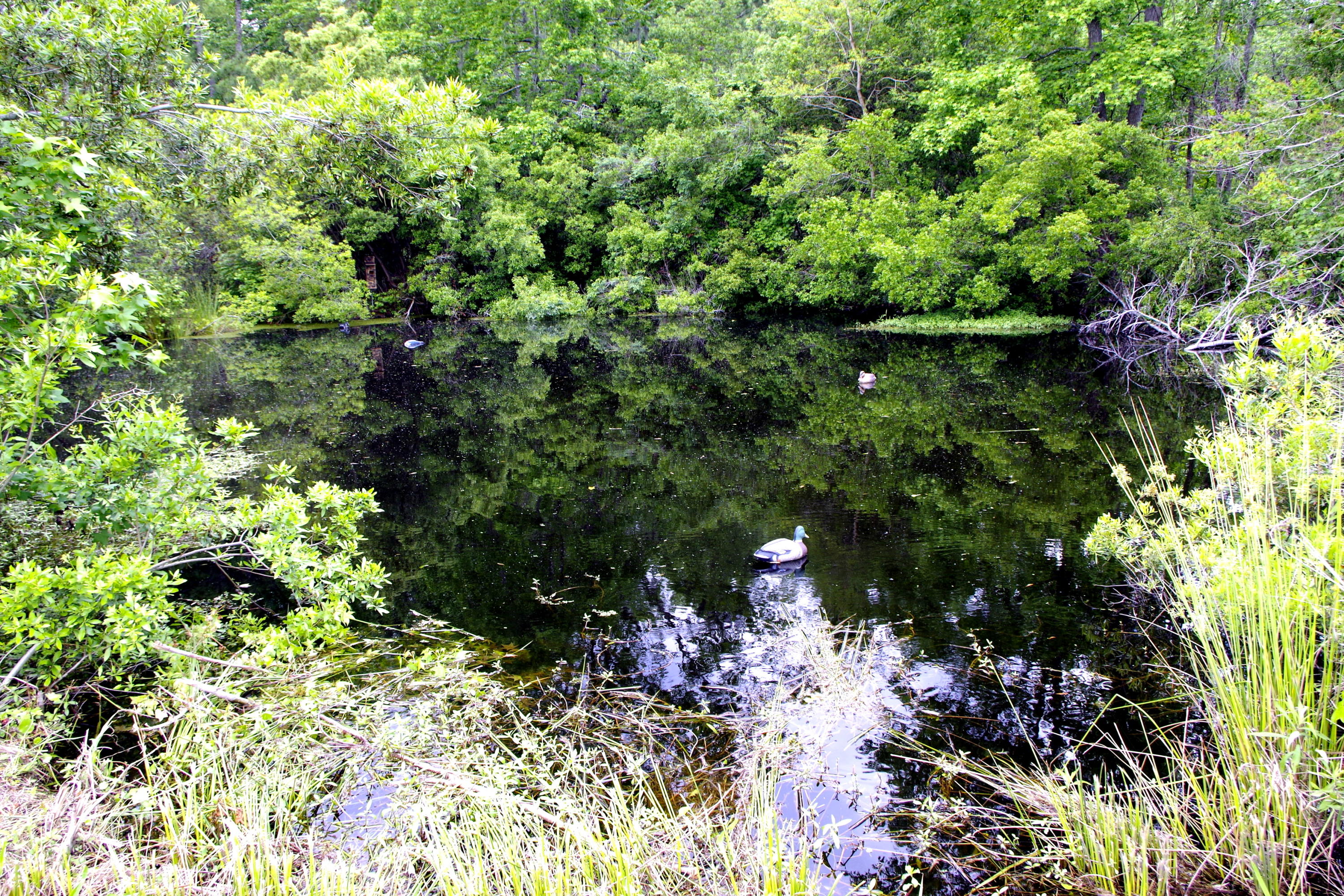 4721 Parishville Road Meggett, SC 29449 - Photo 27 of 35 Pond