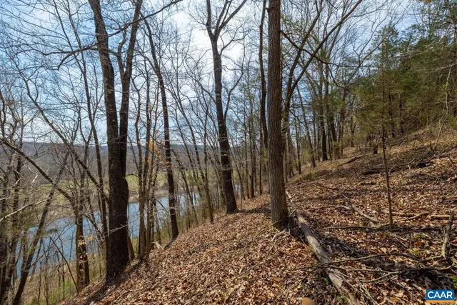 a view of a forest covered with trees
