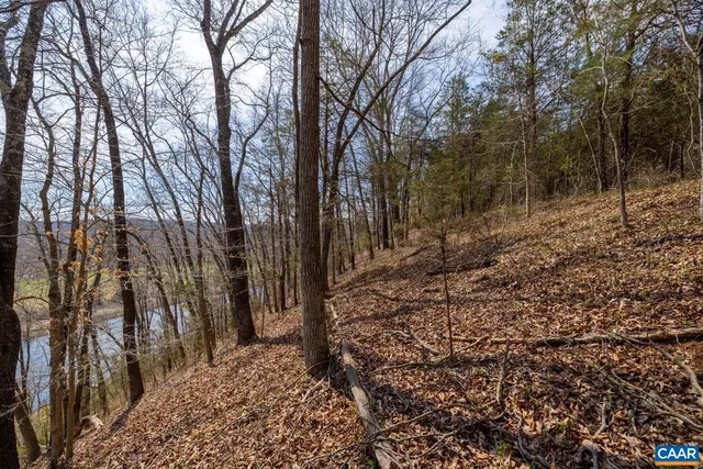 a view of a forest that has large trees