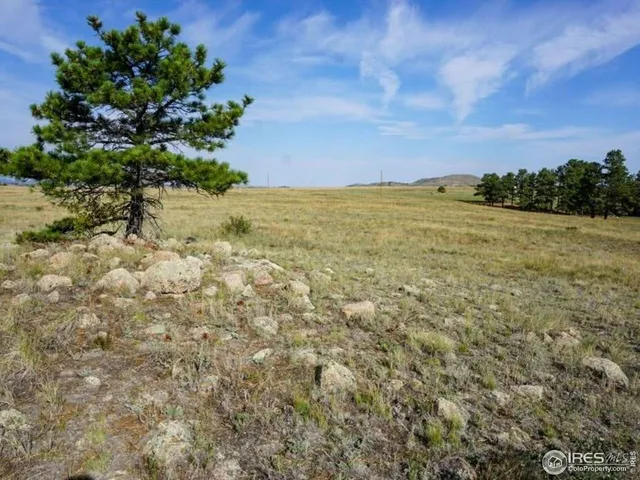 a view of a lush green forest