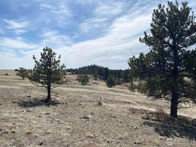 a view of a yard with trees in the background