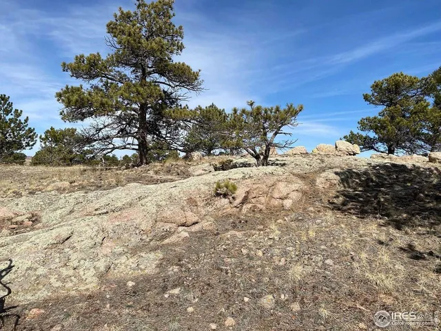 a view of a dry yard with trees