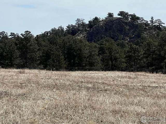 a view of a dry yard with lots of trees