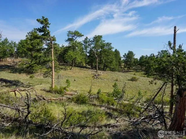 a view of a field with a tree