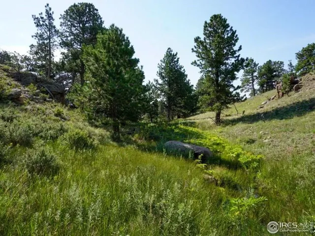 a view of a yard with plants and trees