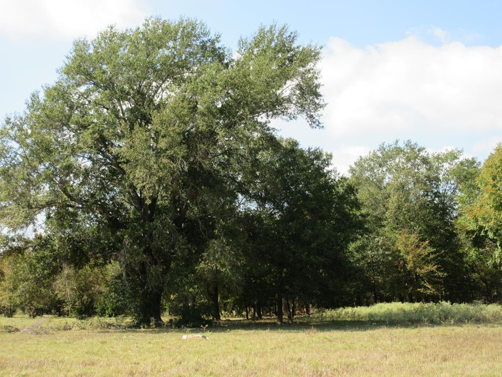 2703 AN County Road Tennessee Colony, TX 75861 - Photo 21 of 30