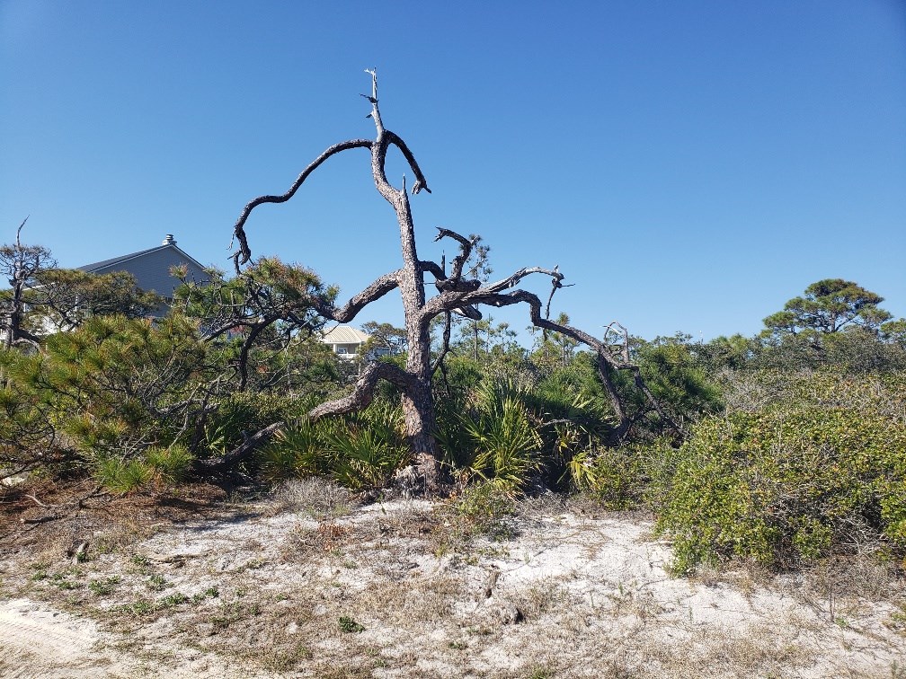 1952 Coral Reef Road Eastpoint, FL 32328 - Photo 5 of 18