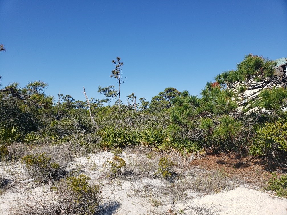 1952 Coral Reef Road Eastpoint, FL 32328 - Photo 6 of 18