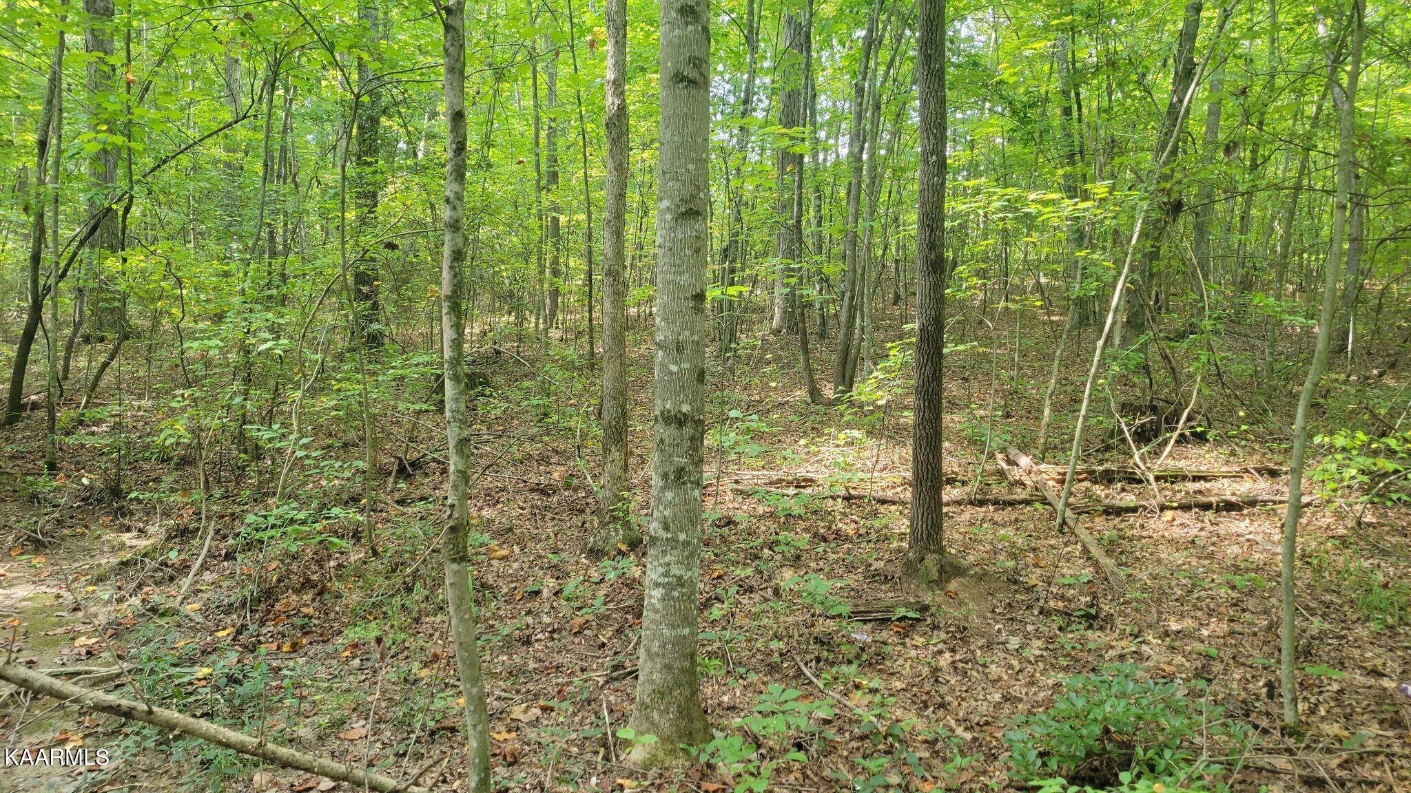 Colony Rd Road Grimsley, TN 38565 - Photo 1 of 2 306718576_755645475514178_78585468382896