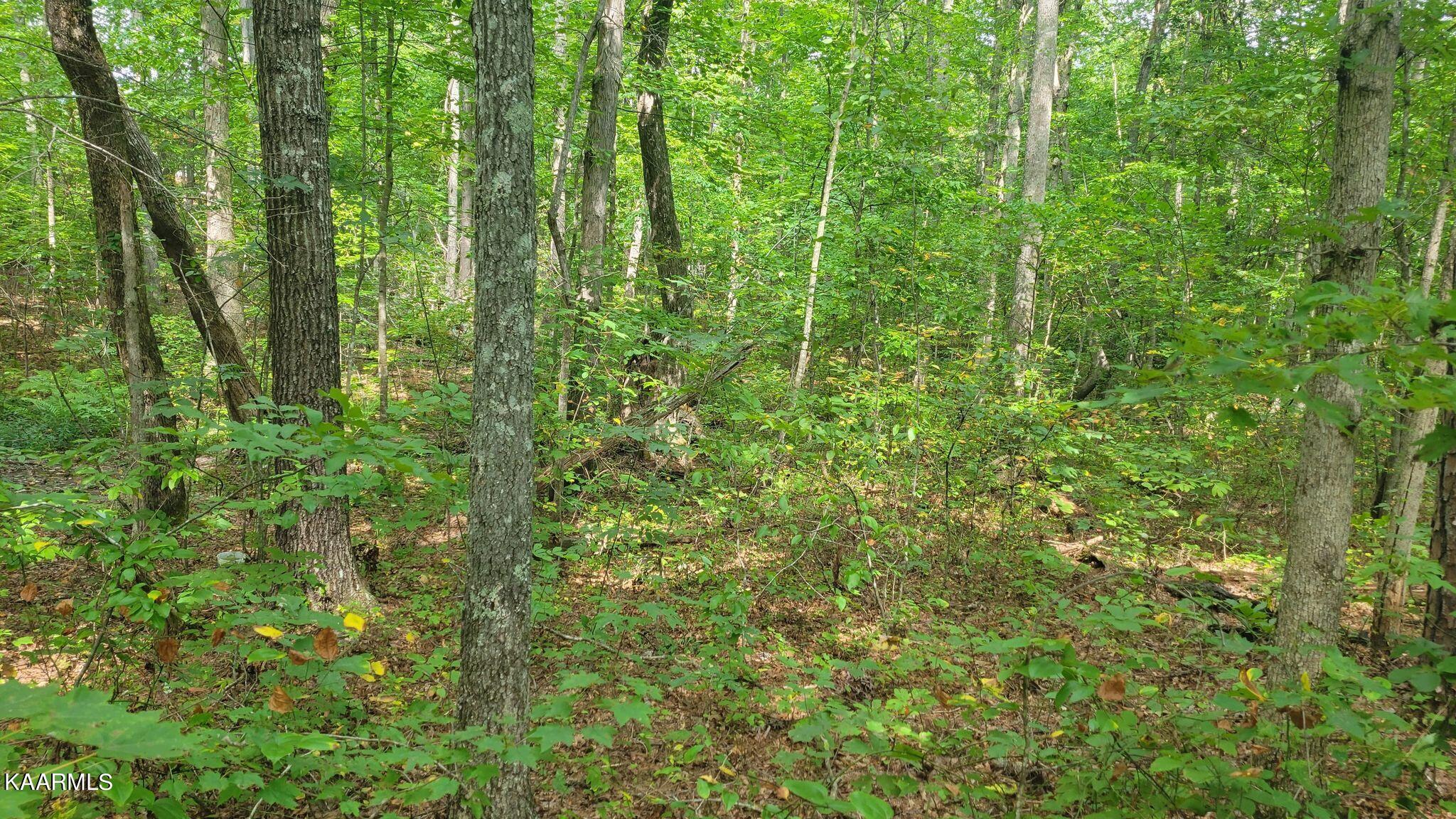 Colony Rd Road Grimsley, TN 38565 - Photo 2 of 2 307839217_1134488510820440_2934371770930