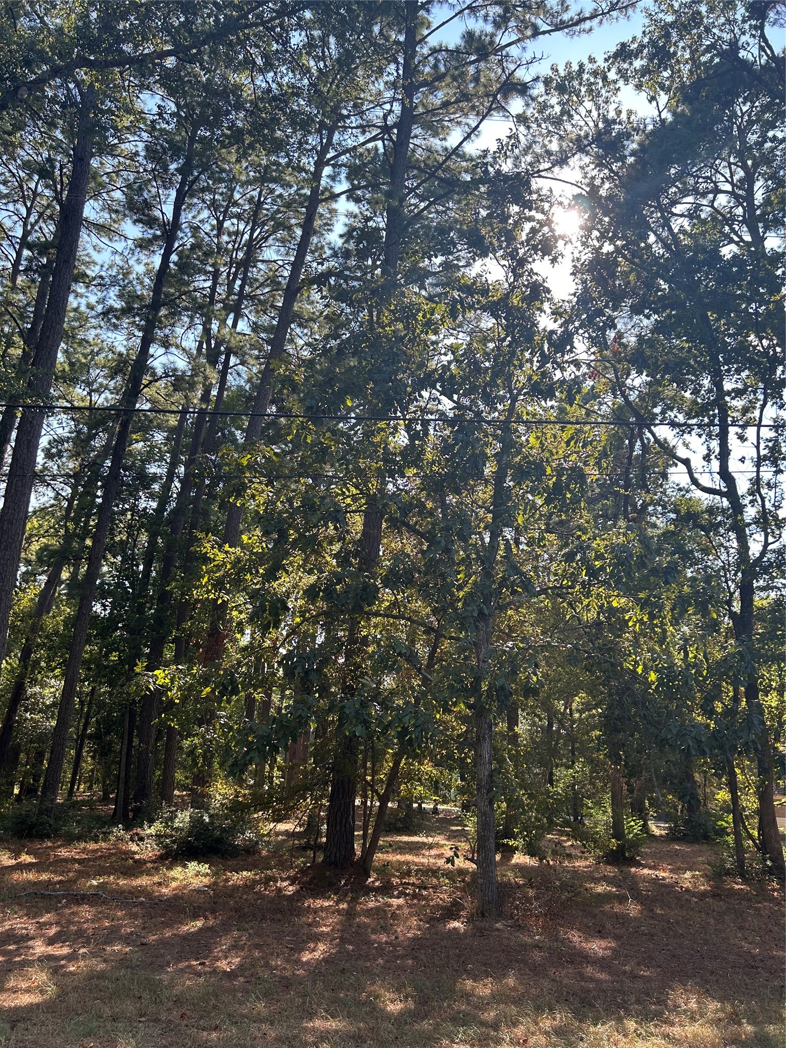 151617 Chain Road Livingston, TX 77351 - Photo 2 of 13 a tree is standing next to a road