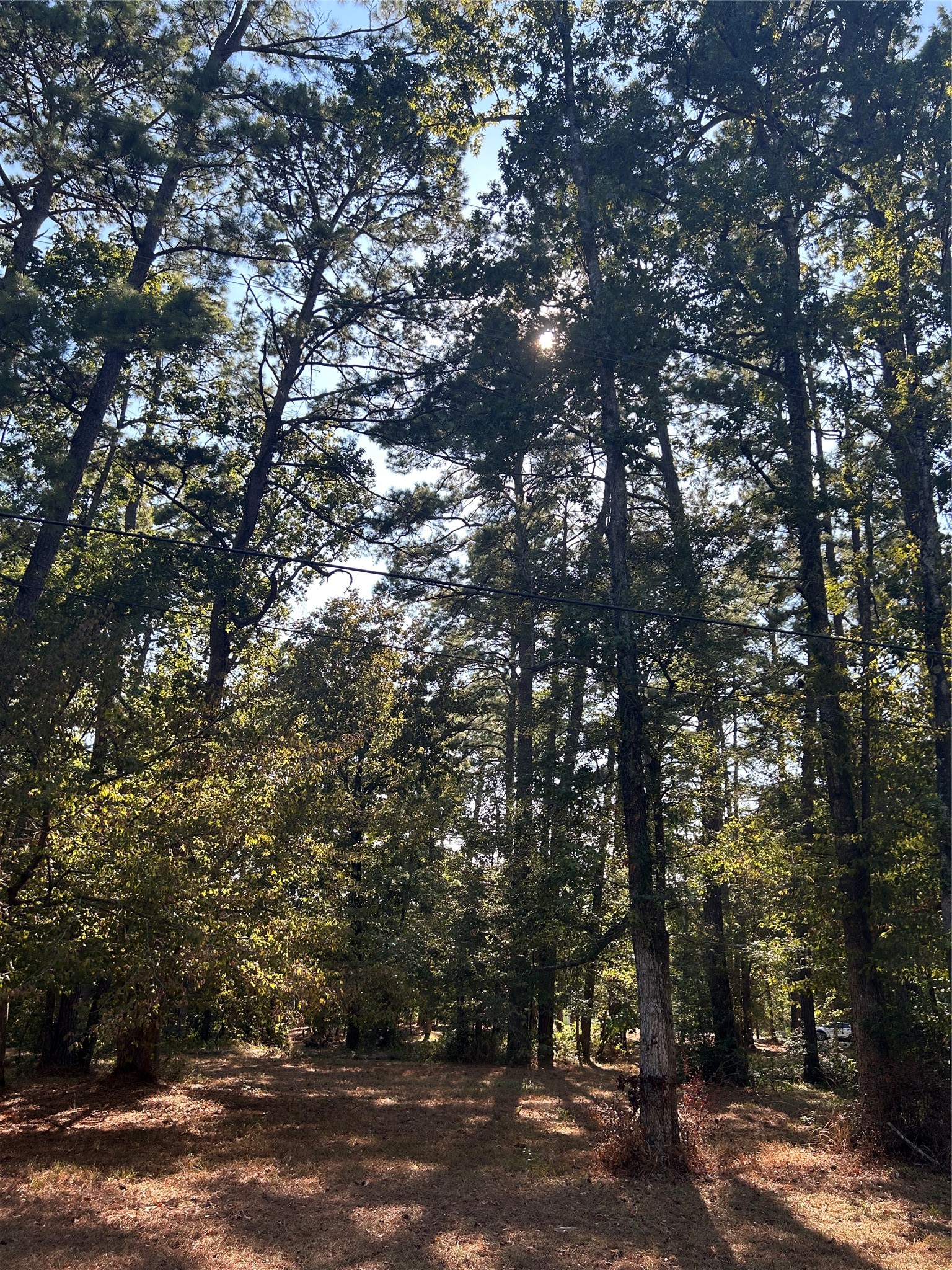 151617 Chain Road Livingston, TX 77351 - Photo 3 of 13 a view of a trees