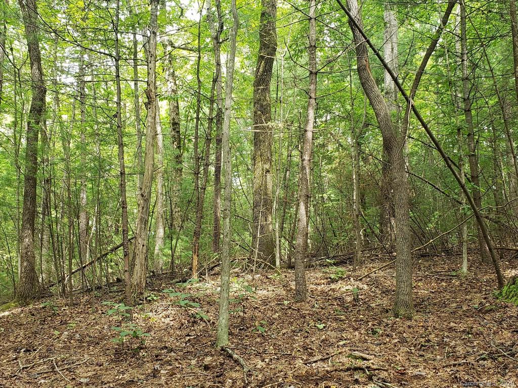 0 Gordon Road Saluda, NC 28773 - Photo 2 of 7 a view of a yard with plants and trees