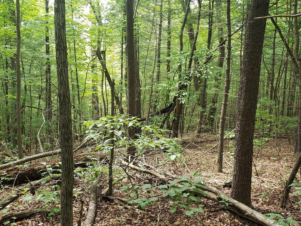 0 Gordon Road Saluda, NC 28773 - Photo 6 of 7 a view of a garden