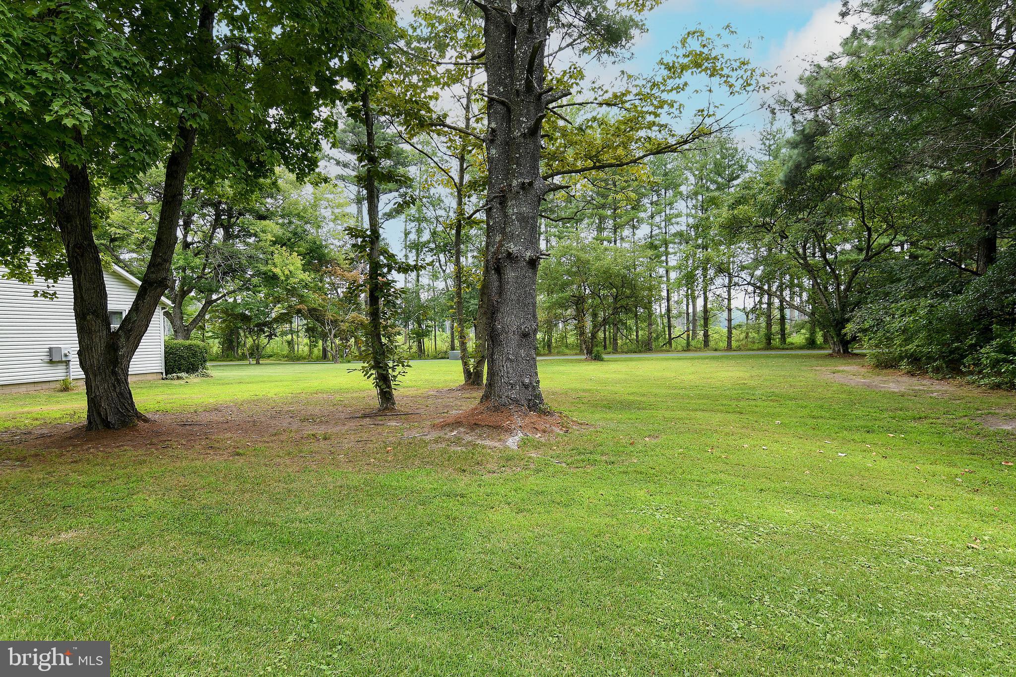 4234 Steele Neck Road Vienna, MD 21869 - Photo 11 of 39 Beautiful Trees
