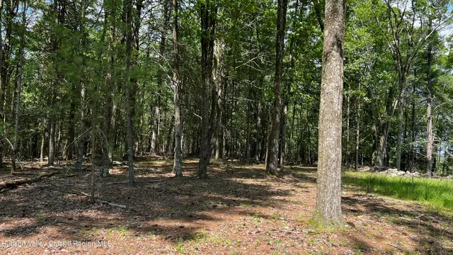 a view of a tree in a yard