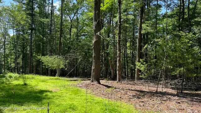 a view of a lush green forest